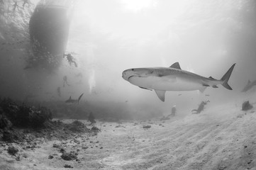 Tiger Shark Swimming among Divers in Clear Waters of Bahamas