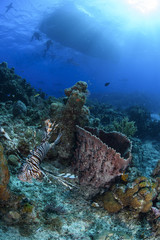 Fototapeta premium Lionfish among Colorful Reefs and Corals in Clear Waters of Bahamas