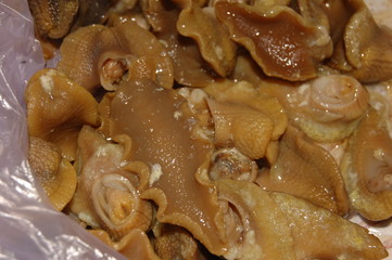 Helix pomatia, boiled snails