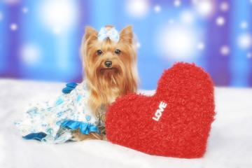 Cute yorkshire terrier dog with heart pillow.Dog and red heart.Dog dress up.Dog with blue cloth on snow background. Winter season