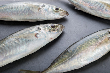Fresh mackerel fish on rock plate