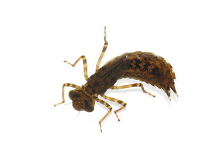 Dragonfly nymph Libellulidae isolated on white background