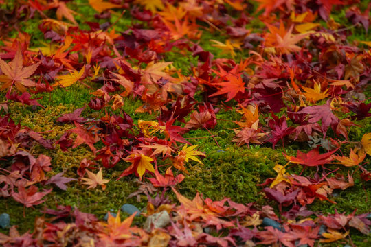 Colorful Maple leaves falls on the green mos ground