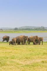Naklejka na ściany i meble A Herd of Sri Lankan Elephant
