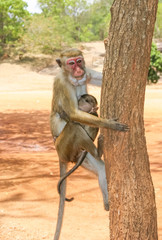 A Toque Macaque at Sigiriya Rock in Sri Lanka