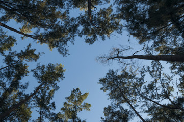 Tree and sky