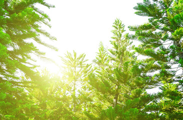 Pine with sunshine in the morning