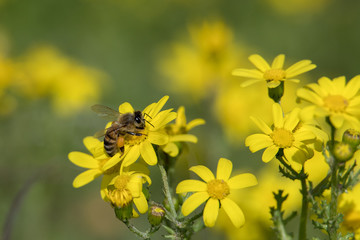 Biene auf Blume beim sammeln