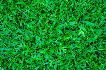 Green lawn, Backyard for background