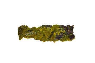 tree bark isolated on white background