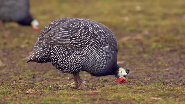 Helmeted guineafowl (Numida meleagris) pecking at ground
