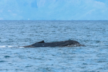 Fototapeta premium Humpback whale swimming in French Polynesia, back of the whale diving 