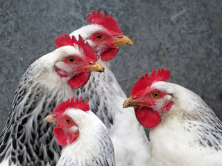 Hen on the farm. White chickens 