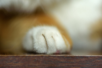 paw of a red cat macro