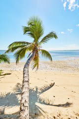 Palm and tropical beach, seychelles