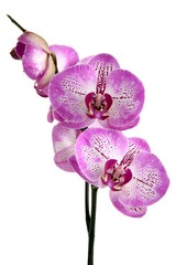 pretty orchid isolated close up