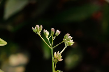 flower bud