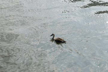 隅田川を泳ぐカモ