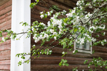 Fototapeta na wymiar Apple tree flowers