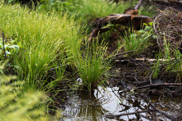 Green plants, water drops