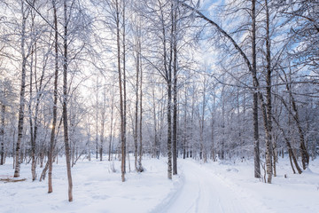 Winter forest, sunshine