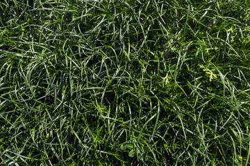 Green grass background texture. Natural background texture.