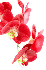 orchidée rouge