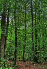 Forêt de la Rousse à Simandre-sur-Suran, Ain, France