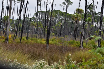 Trees and foliage in the Florida swamplands