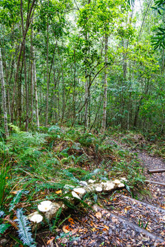 Knysna Forest. The diversity of the Knysna forest and all the many many trees. Knysna, Western Cape, South Africa.