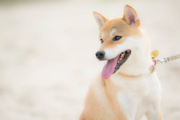 ドッグ