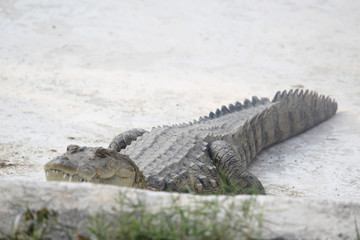 crocodile