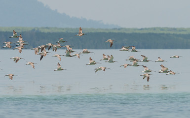 Flock of Eurasian Curlew migrated from the north land to Libong island, southern of Thailand during summer season.