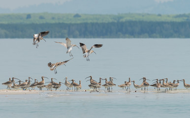 Flock of Eurasian Curlew migrated from the north land to Libong island, southern of Thailand during summer season.