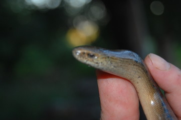 Coronella austriaca, Smooth snake
