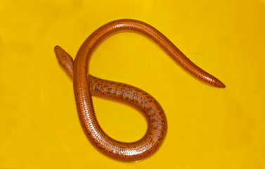 Coronella austriaca, Smooth snake
