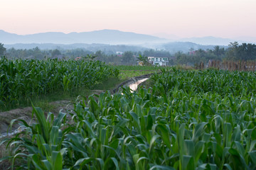 A picture of landscape green cornfield plantation with sunset light in Thailand.  