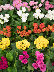 プリムラ・ジュリアン