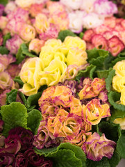 プリムラ・ジュリアン