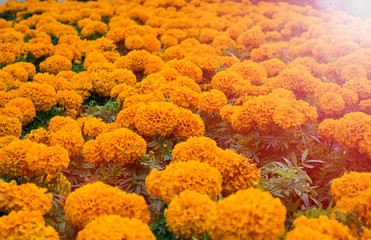 orange tagetes tagetes erecta