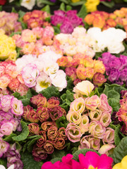 プリムラ・ジュリアン