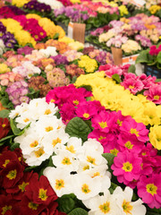 プリムラ・ジュリアン