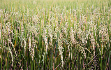 mature paddy field