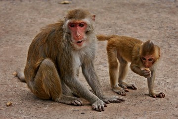 Monkey,  be the mammal,  there is body character resembles a human,  believe in that  there is same species of an ancestor.
