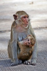Monkey,  be the mammal,  there is body character resembles a human,  believe in that  there is same species of an ancestor.