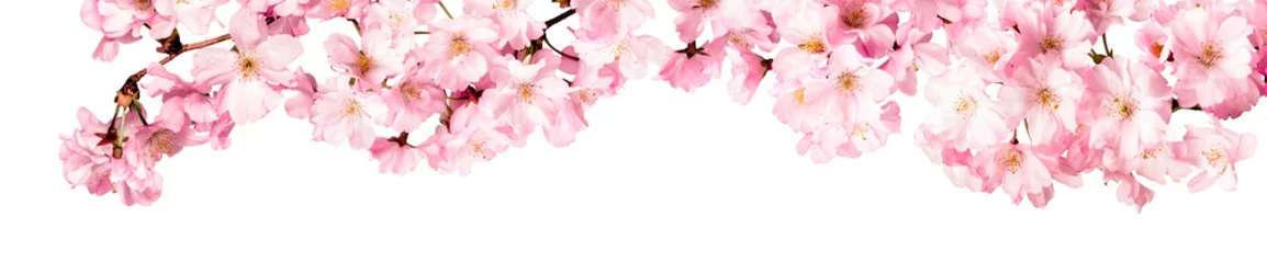 Poster Roze kersenbloesems uitgesneden panorama op witte achtergrond © eyetronic