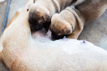 Puppy suckling a mother dog.