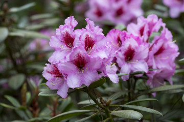 Rhododendron mit rosaroten Blüten im Garten im Frühling