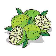 Isolate ripe lime fruit on white background. Close up clipart with shadow in flat realistic cartoon style. Hand drawn icon