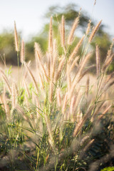 flower grass in summer